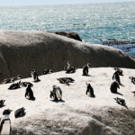 boulders beach