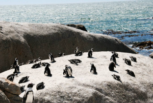 boulders beach