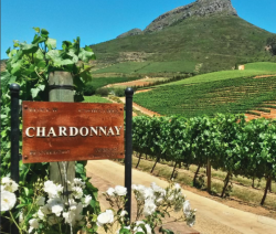 Degustare vini a Cape Town