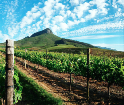 winelands