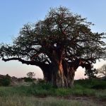 sudafrica