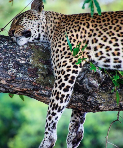 sudafrica