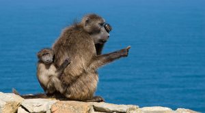 Cape Point
