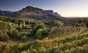 constantia