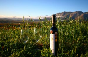 idiom vini
