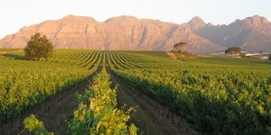 Vigneto Cape Town