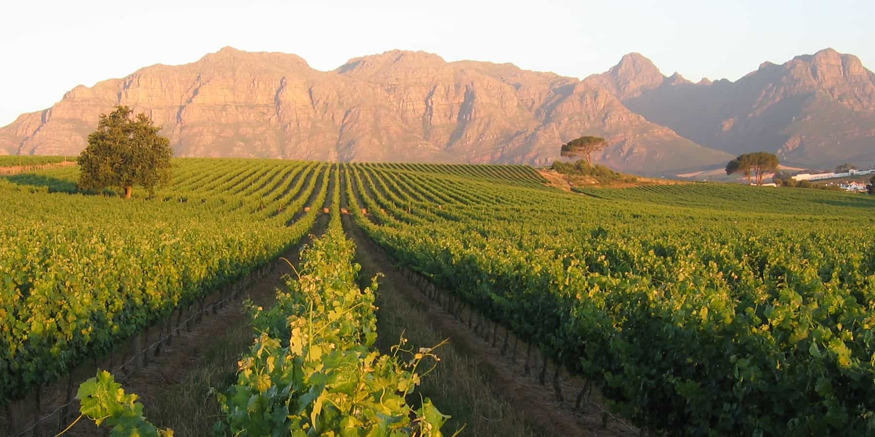 Vigneto Cape Town