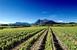 che cosa fare a Stellenbosch