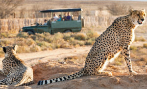 safari Cape Town