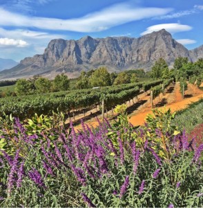 Winelands Stellenbosch