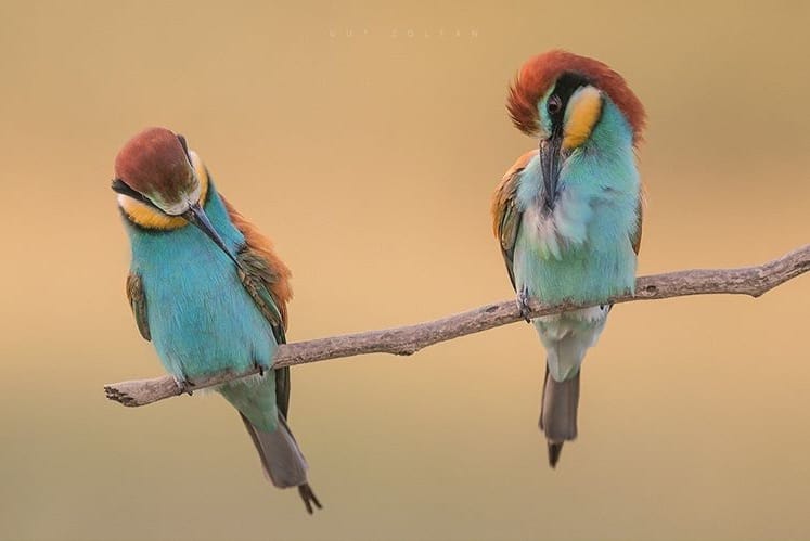 World of Birds Cape Town