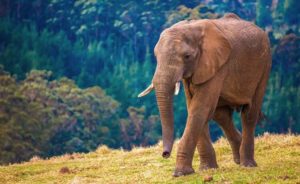 Knysna Elephant Park Cape Town
