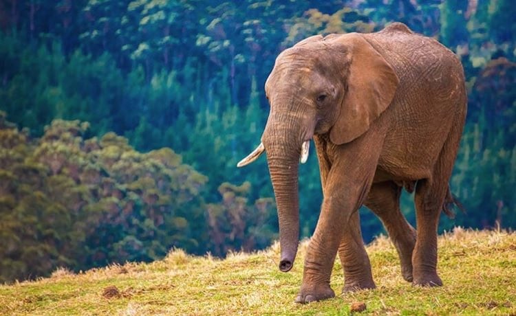 Knysna Elephant Park Cape Town