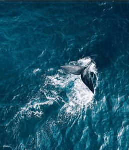 Dove avvistare le balene in Sudafrica