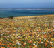 West Coast National Park fioritura