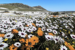 West Coast National Park Sudafrica