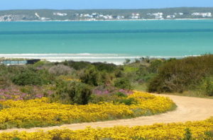 Fioritura West Coast National Park Sudafrica