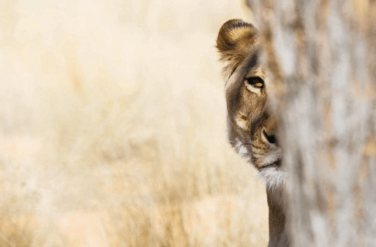 Kgalagadi Transfrontier Park