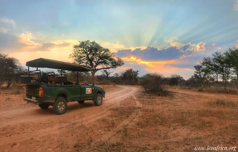 Fare volontariato con gli animali in Sudafrica