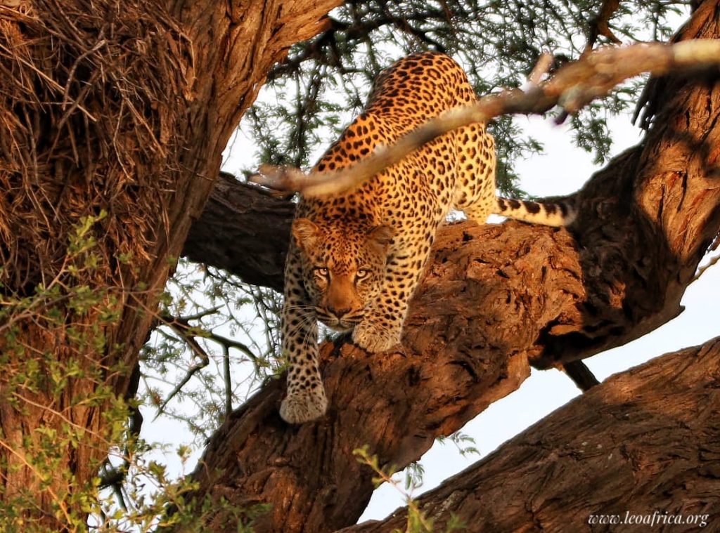 LEO Africa volontariato con gli animali