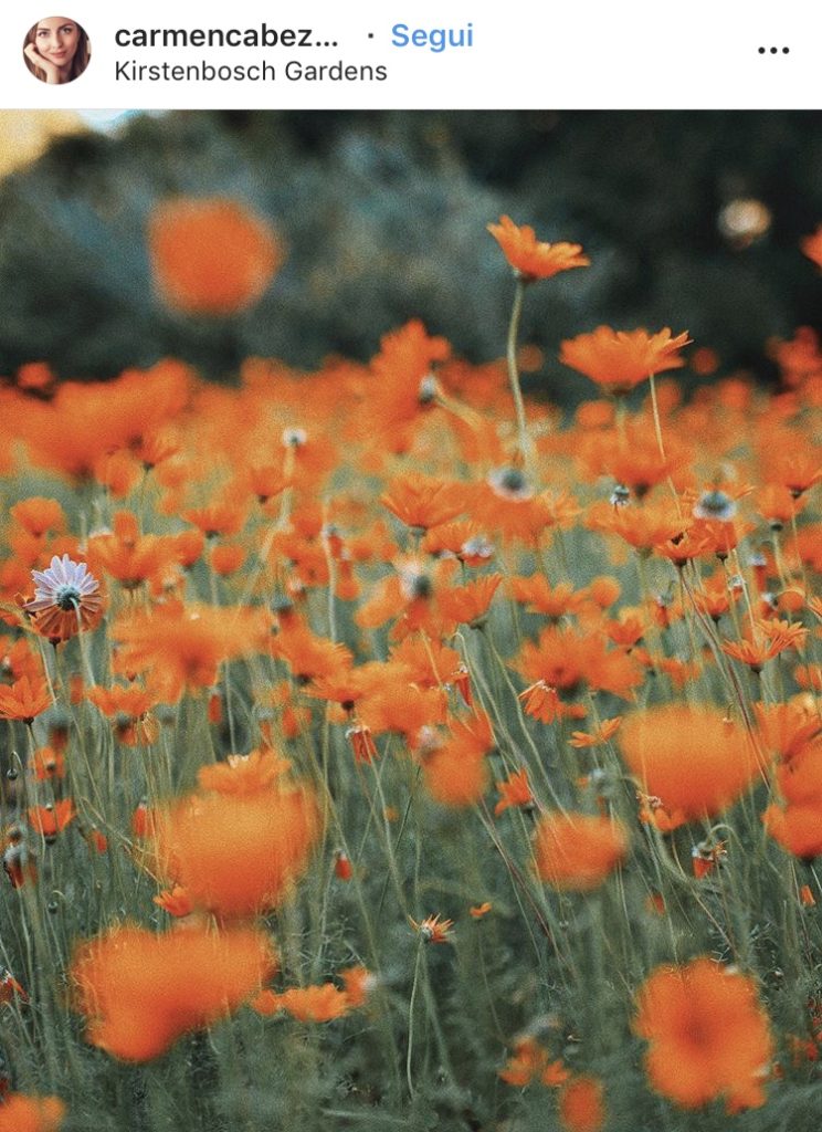 I 15 luoghi più instagrammabili di Cape Town 