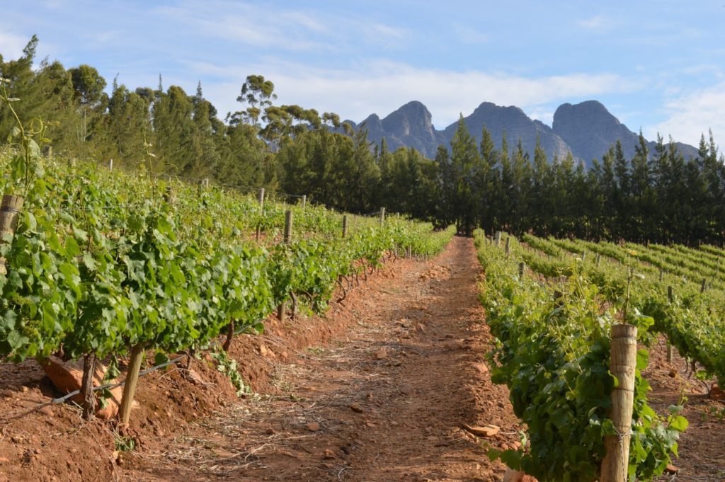 Cape Town vini sudafrica
