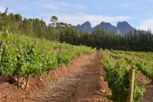 Cape Town vini sudafrica