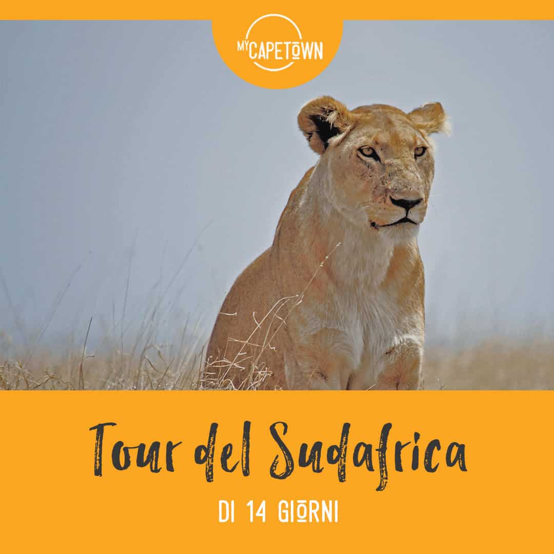 Viaggio in Sudafrica: tour di 14 giorni nel Paese Arcobaleno