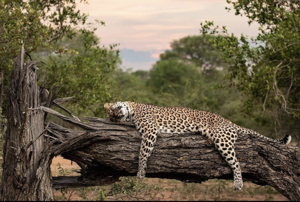 Kruger National Park