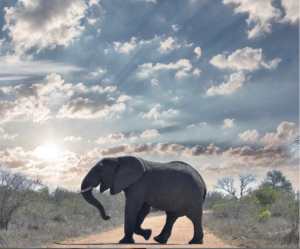 Big Five elefante