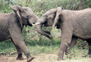 cosa vedere in Sudafrica