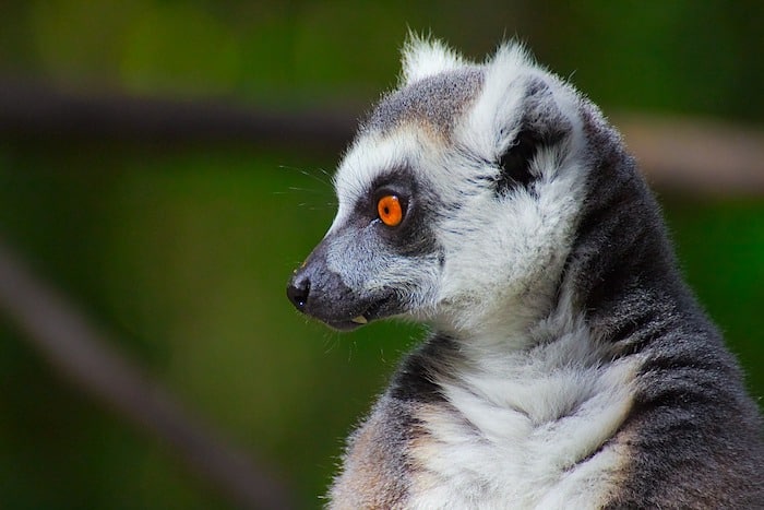 Monkeyland Primate Sanctuary