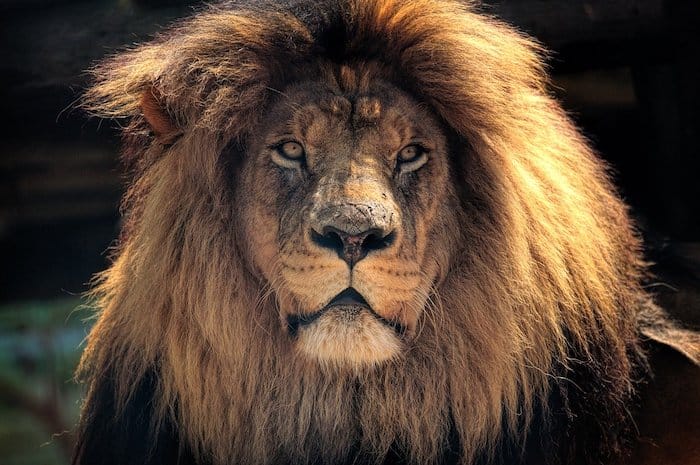 Big Five leone