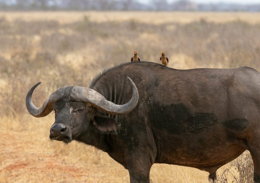 Big Five bufalo nero