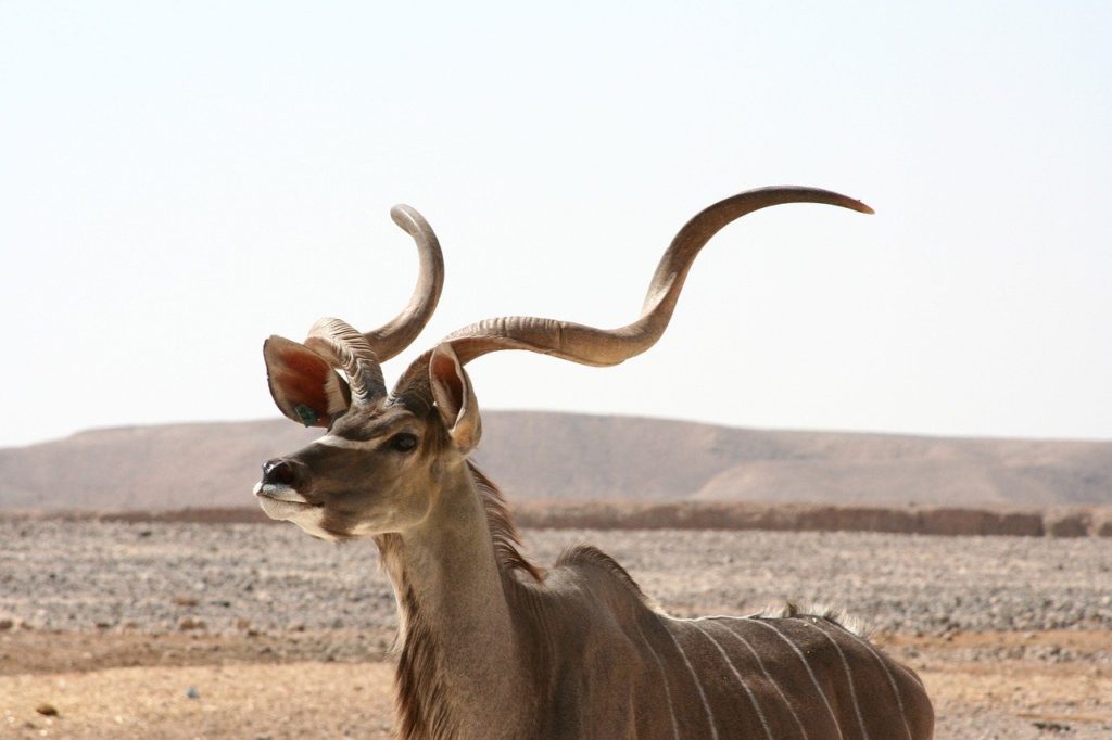 Cudù africa