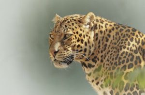 Big Five leopardo