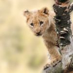 Fauna del Sudafrica