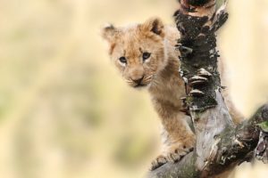Fauna del Sudafrica