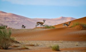 cosa vedere in Botswana animali