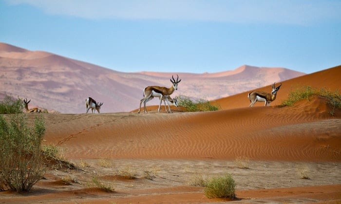 cosa vedere in Botswana animali