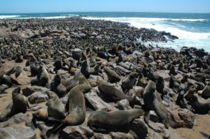 Cape Cross otarie Namibia