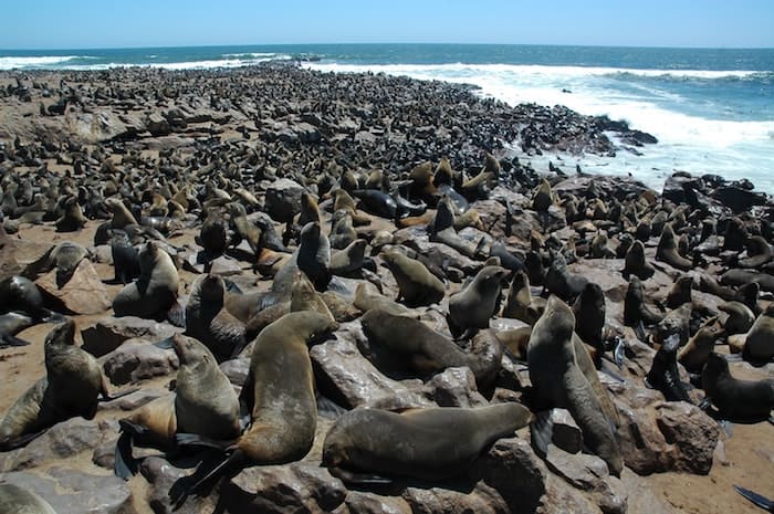 Cape Cross otarie Namibia