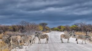 Desert Kalahari Namibia