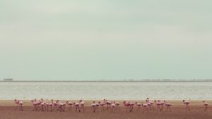 Fenicotteri rosa namibia