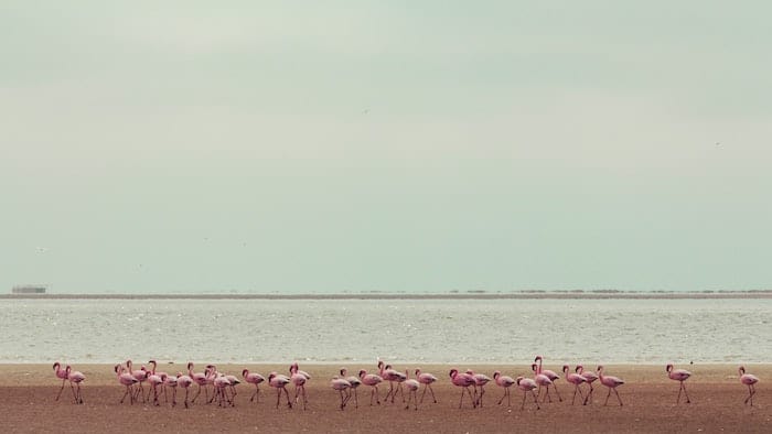 Fenicotteri rosa namibia 