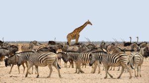 Etosha National Park Namibia