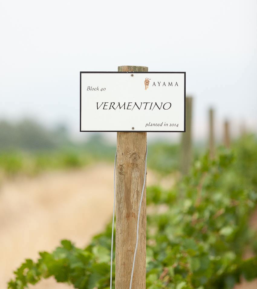 vermentino agama farm sudafrica