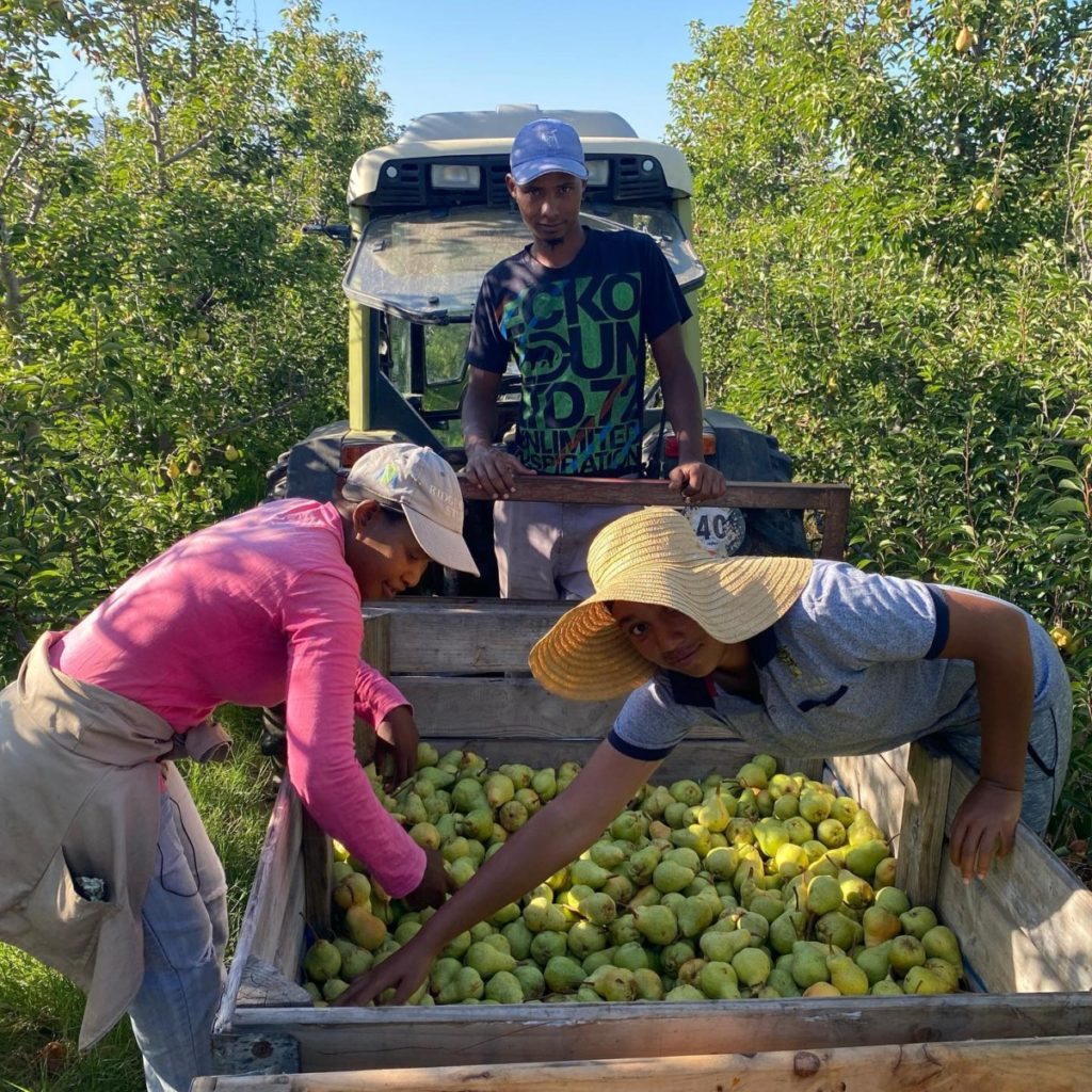 Ayama Farm Sudafrica