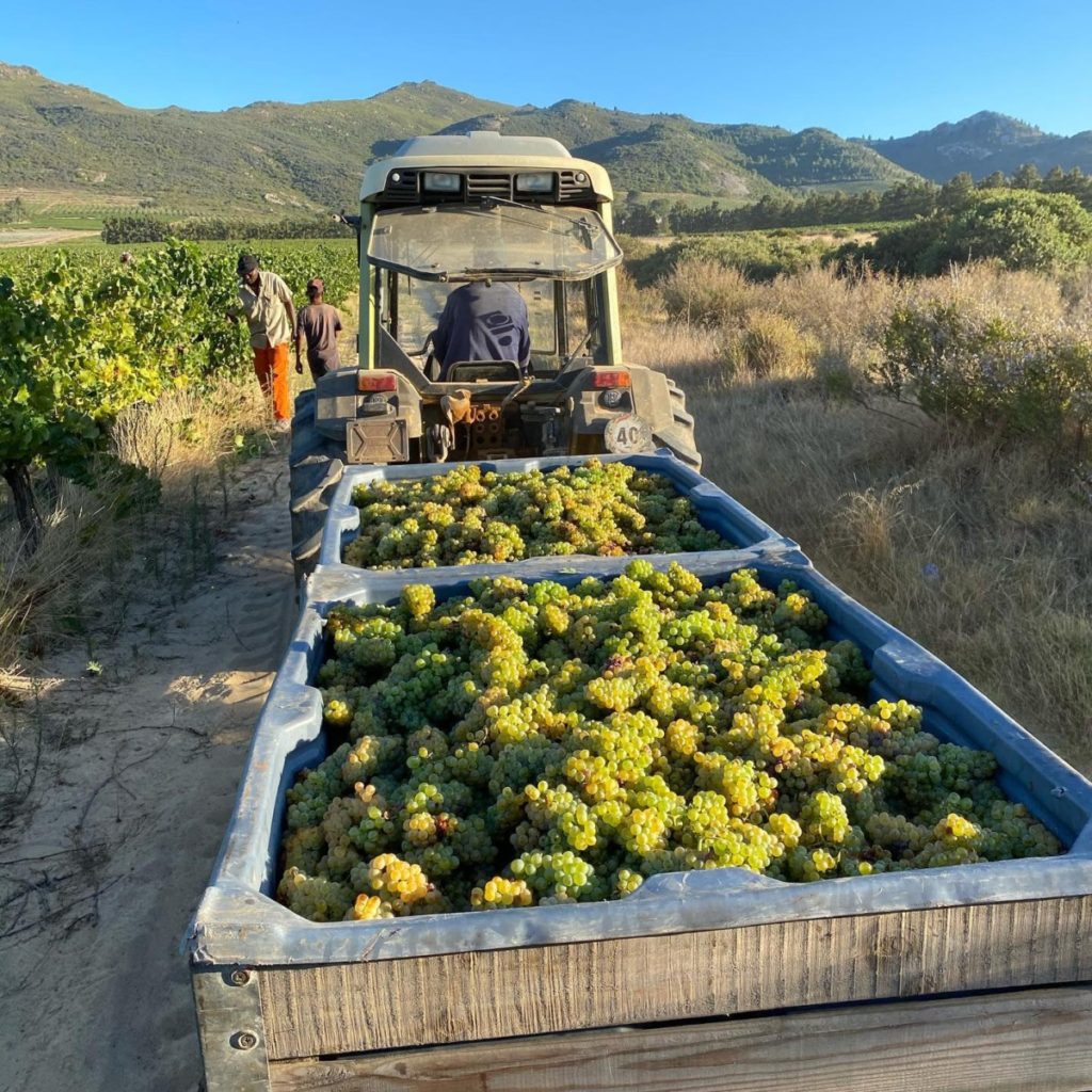 Ayama Slent Farm Sudafrica vermentino
