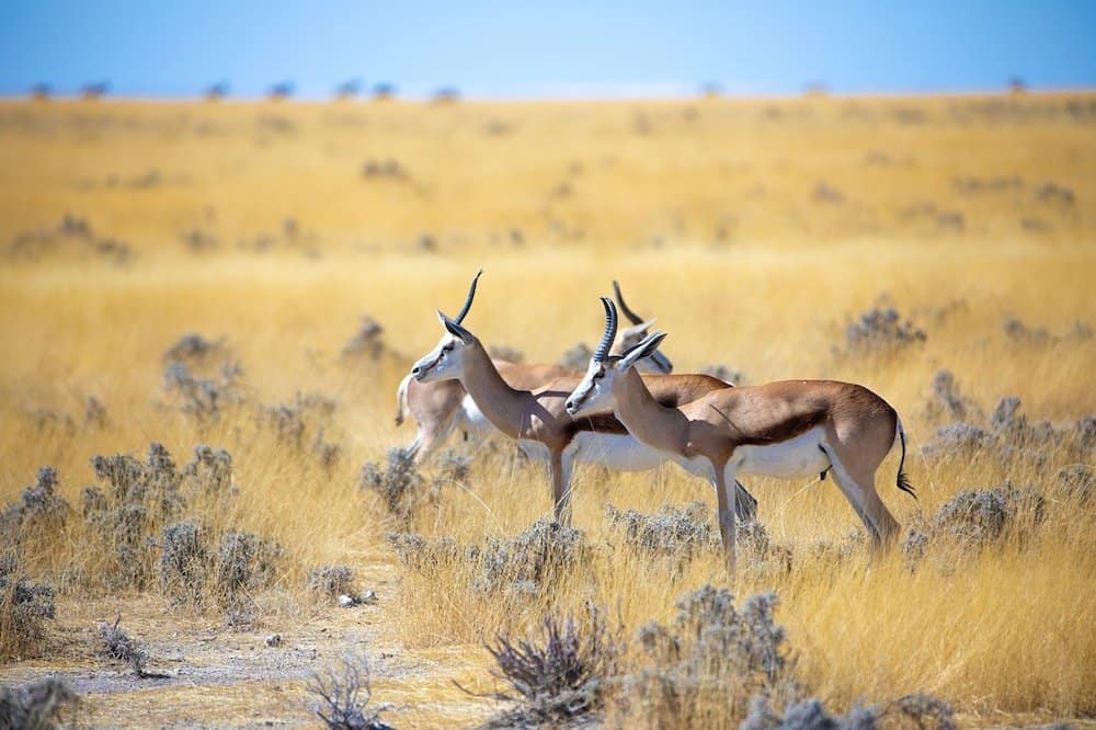 Springbok nell'Etosha National Park